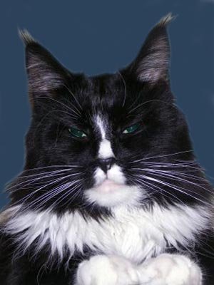 Top Coon Armani - maine-coon