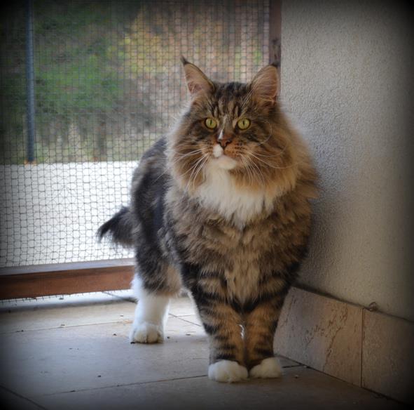 Dotcom Lachlan Lad - maine-coon