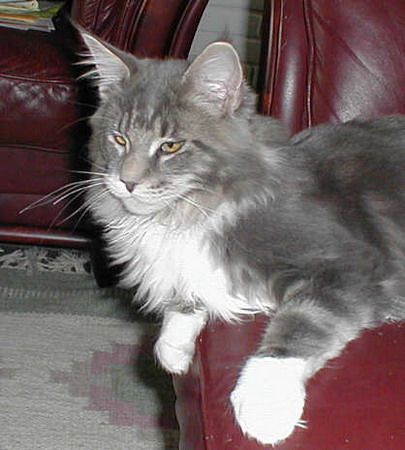 Milinocket Bon Jovi - maine-coon