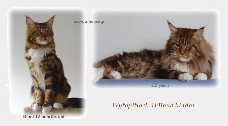 Wytopitlock H'Bono Madox - maine-coon