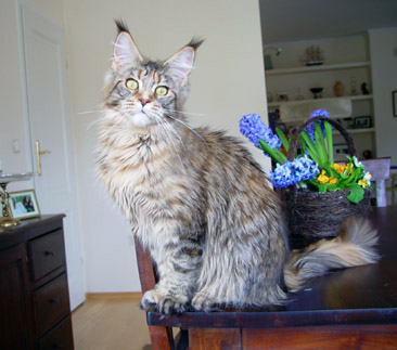 Alwaro Maxi Star - Junior maine-coon 9 months 3 weeks