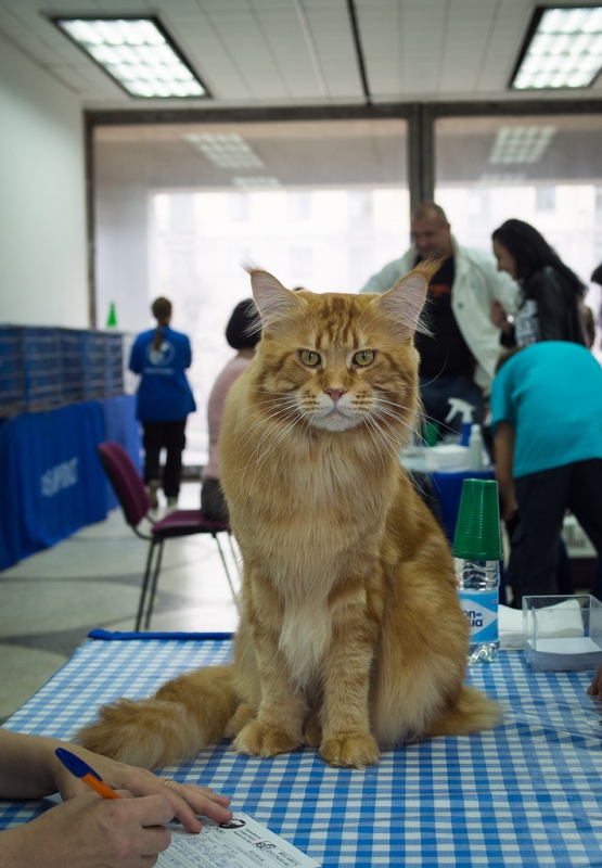 Best Coon Hunter - maine-coon