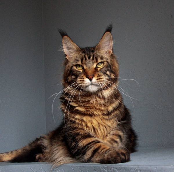 Prado Best Coon - Взрослый мейн-кун 2 года 4 месяца