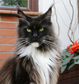 Essence Silvi-Cola - maine-coon