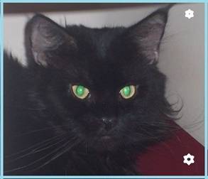 Hummer Duch Ekstazy - maine-coon