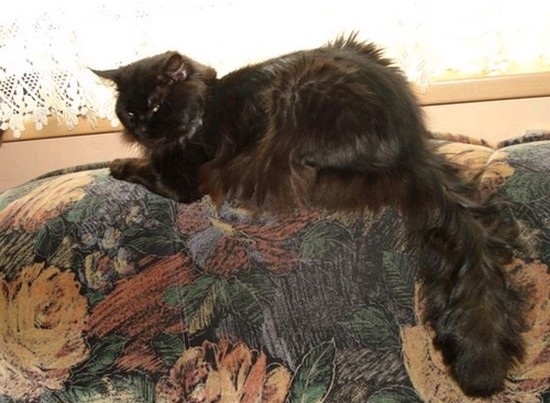 Hummer Duch Ekstazy - maine-coon