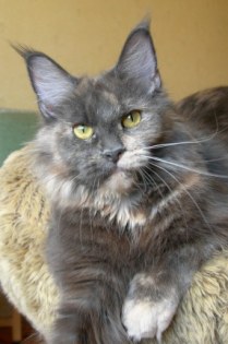 Aisha Diamond Frey - Adult maine-coon 1 year 3 months 4 weeks