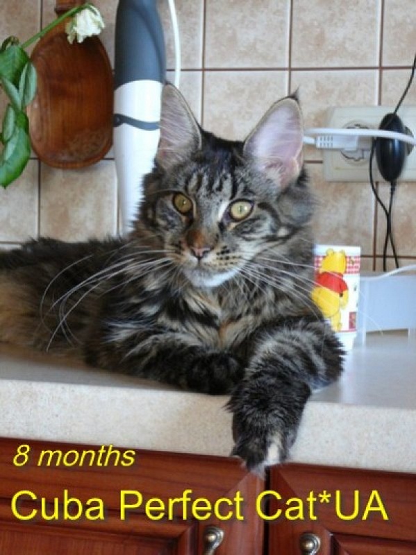 Perfect Cat Cuba - maine-coon