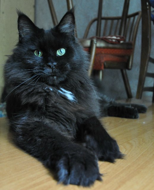 Kama Perfect Cat - maine-coon