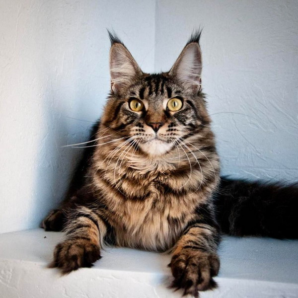 E'Ryuyu Palmiracoon - maine-coon