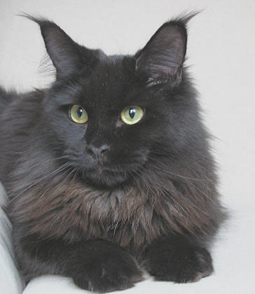 Timaracoon Pretty Woman - maine-coon