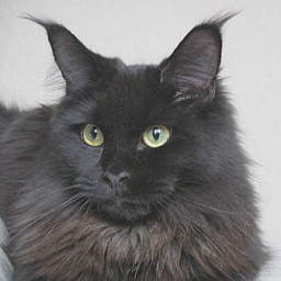 Timaracoon Pretty Woman