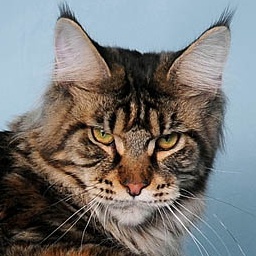 Justcoon's ReVolution of Coonung