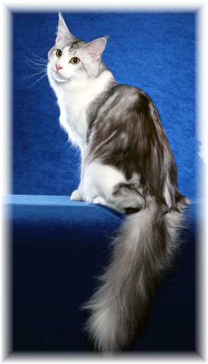 SaraJen Texas Ranger of Williamina - maine-coon