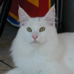 Ohedo Snow Dragon of Wistariantale