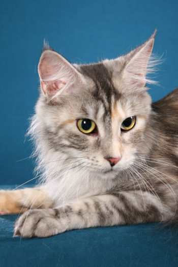 Coonyham Melrose of Wistariantale - Adult maine-coon 1 year 8 months 3.5 weeks