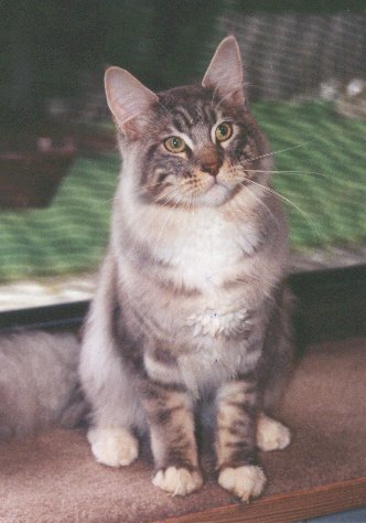 Luvpaws Maverick of Wyndabbey - мейн-кун