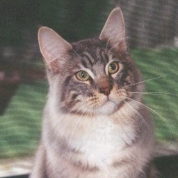 Luvpaws Maverick of Wyndabbey