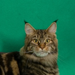 Smokeycoon's Moxee of Wistariantale