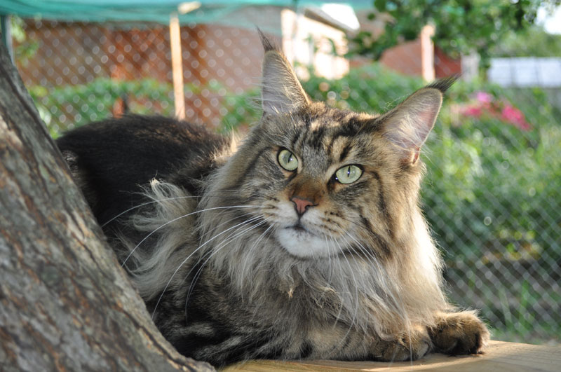 Wistariantale Ulf of Mainewood - maine-coon