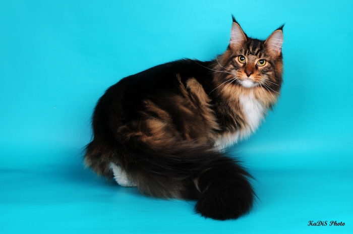 Wistariantale Storm - maine-coon