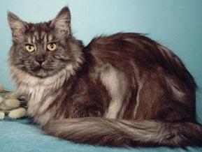 Avicats Astraea Escape's - maine-coon