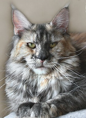 Galadriela Silvi-Cola - Adult maine-coon 11 months 2 weeks