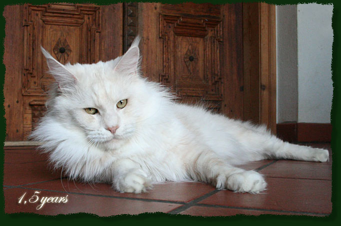 Mainefield Camelot - Adult maine-coon 1 year 7.5 months