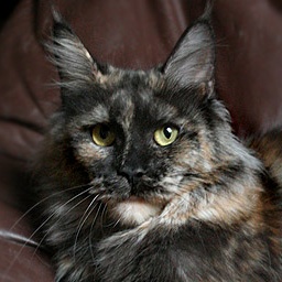 Mainefield's De La Luna