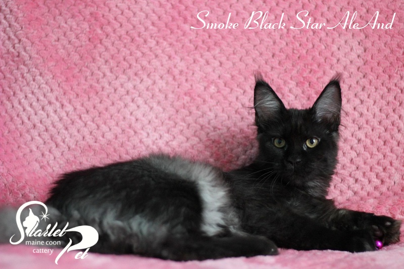 Smoke Black Star AleAnd - maine-coon