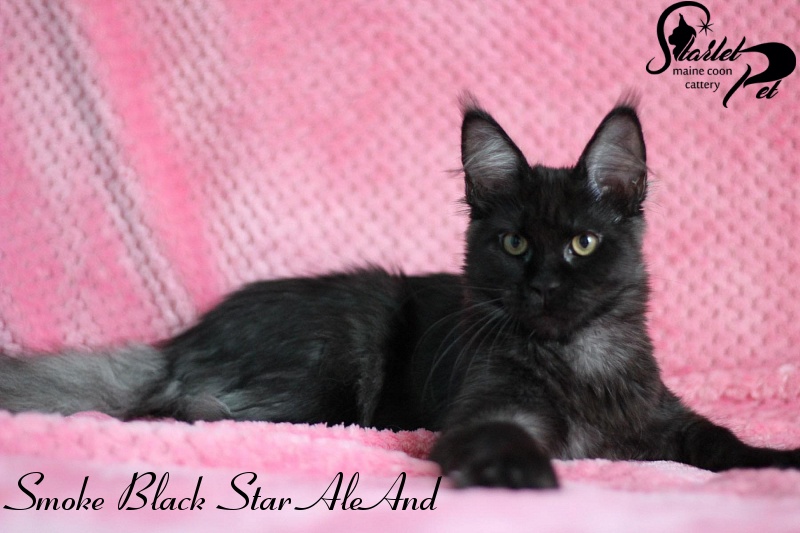 Smoke Black Star AleAnd - maine-coon