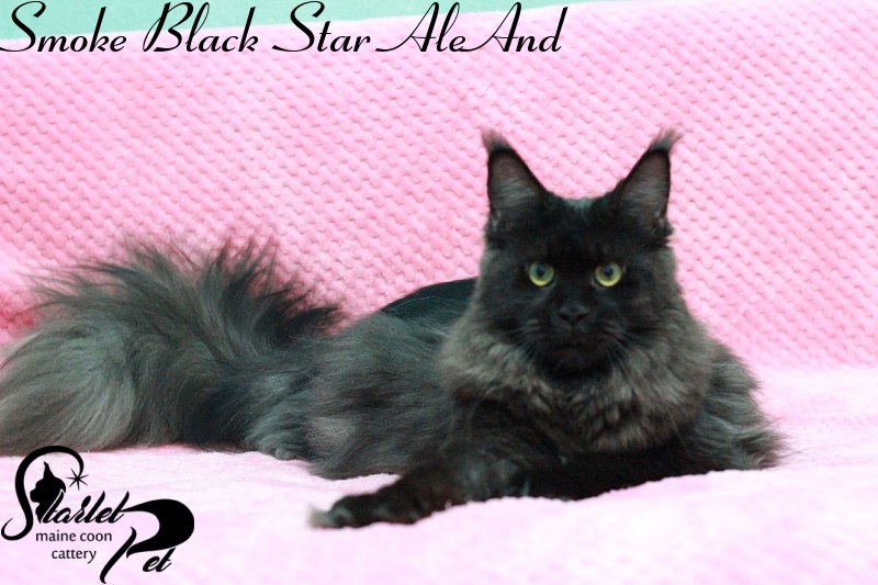 Smoke Black Star AleAnd - maine-coon
