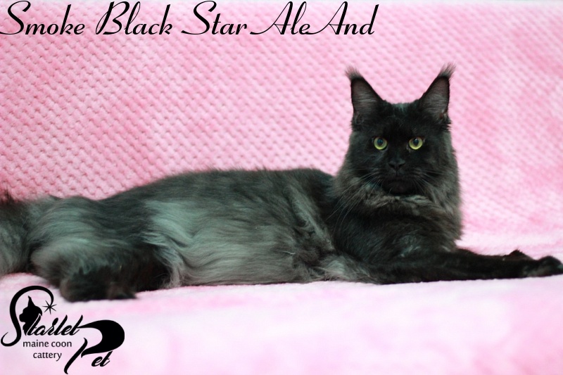 Smoke Black Star AleAnd - maine-coon