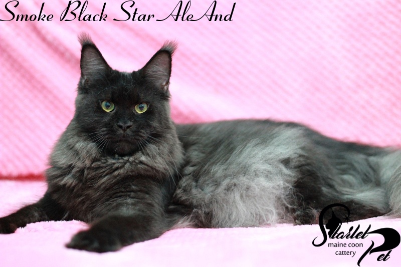 Smoke Black Star AleAnd - maine-coon