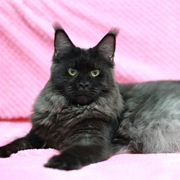 Smoke Black Star AleAnd