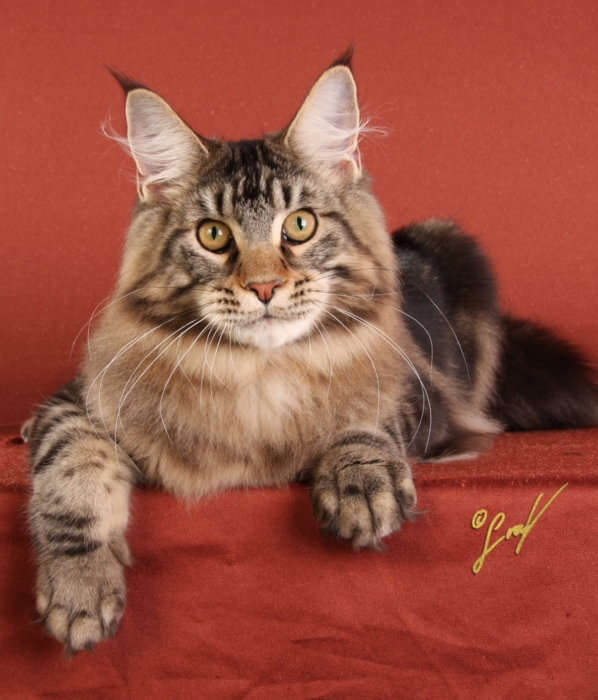 Bonneamie Twin Oaks - maine-coon