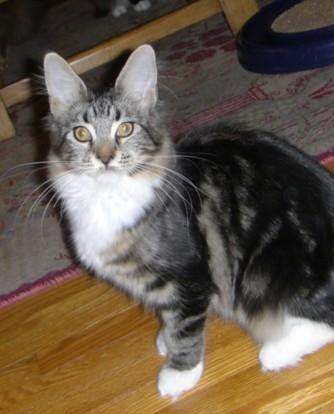 SaraJen Chi Chi of Mainesuspect - Котенок мейн-кун 5 месяцев