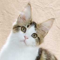 Mainesuspect Sayuri of Bonneamie