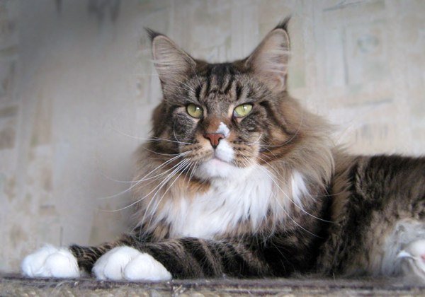 Stallers Hello Party - мейн-кун