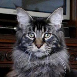 Funkycats Black Power