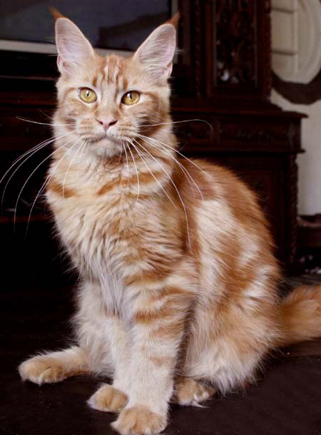 Justcoon's Al Hambra - Junior maine-coon 9 months 2.5 weeks