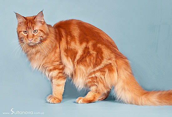 Olmocabe's Paparazzi - Adult maine-coon 1 year 9 months 2 weeks
