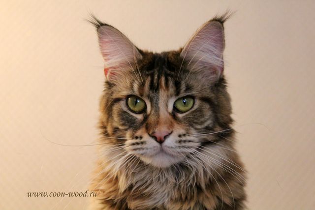 Coonung Kajsa - maine-coon