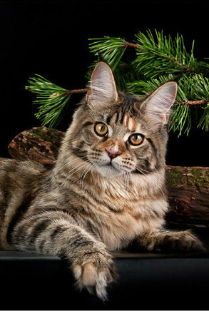 Coonwood's Amazing Beauty - maine-coon