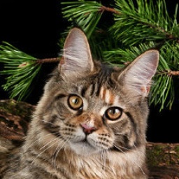 Coonwood's Amazing Beauty