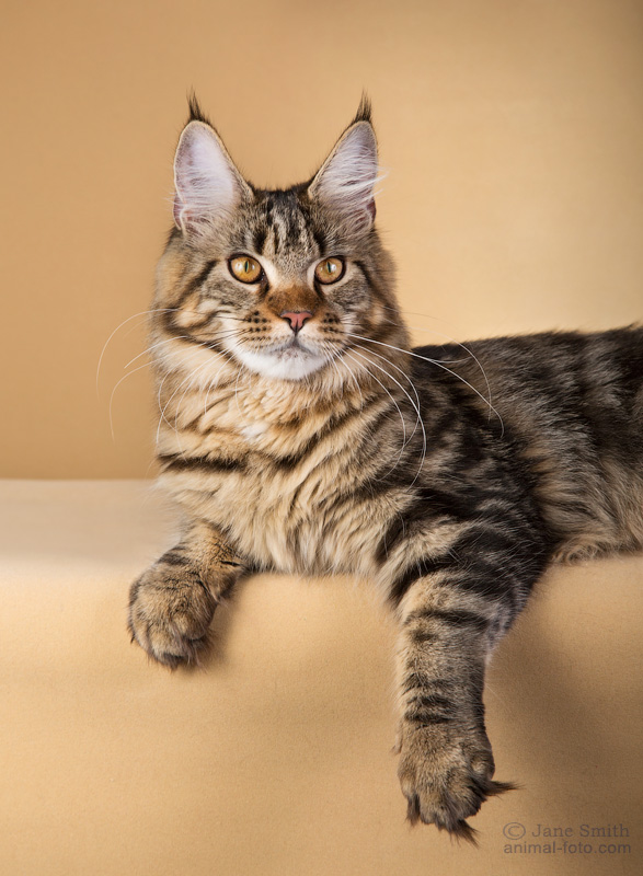 Allywood Impala - maine-coon