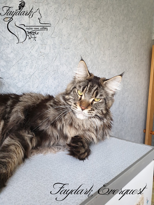 Faydark Everquest - Junior maine-coon 9 months 4 weeks