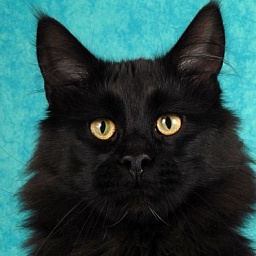 ParadiseIsland Nightrider