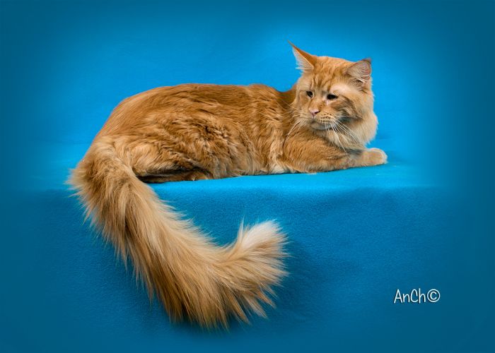 Santa Marta Bugatti - maine-coon