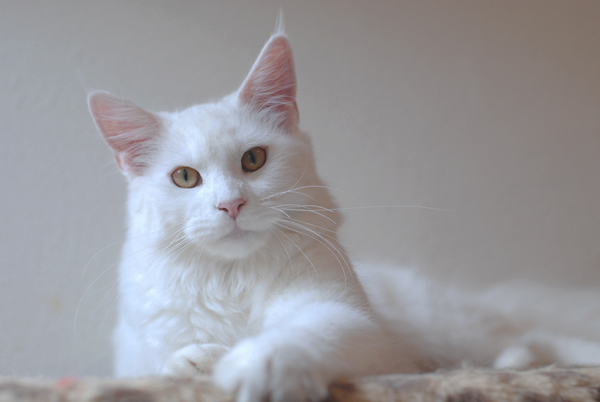 Pillowtalk's Ice Flower - Junior maine-coon 8 months 0.5 weeks